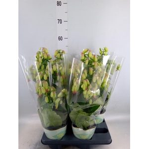 Kalanchoe  'Magic Bell'