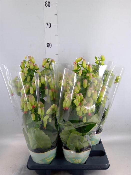 <h4>Kalanchoe  'Magic Bell'</h4>