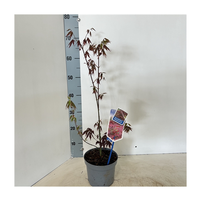 <h4>Acer pal. ‘Atropurpureum’</h4>