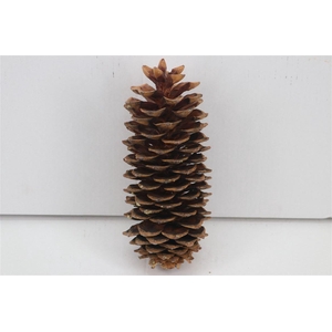 Pinecone Sugar Pine Natural X50