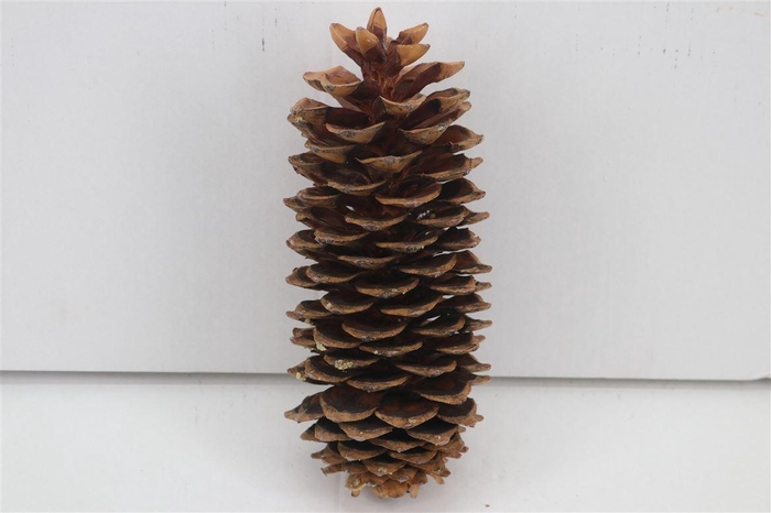 <h4>Pinecone Sugar Pine Natural X50</h4>