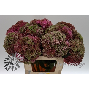Hydrangea rodeo classic