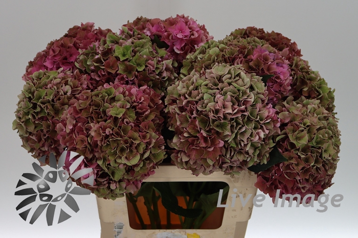 <h4>Hydrangea rodeo classic</h4>