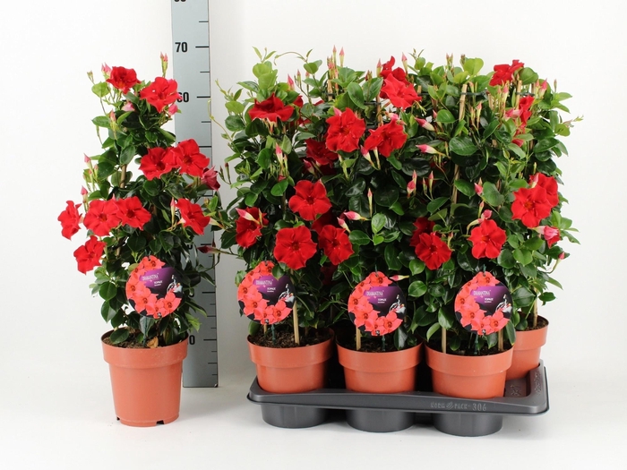 Mande Di Topaze Verm