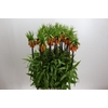 Fritillaria Imperialis Orange Beauty