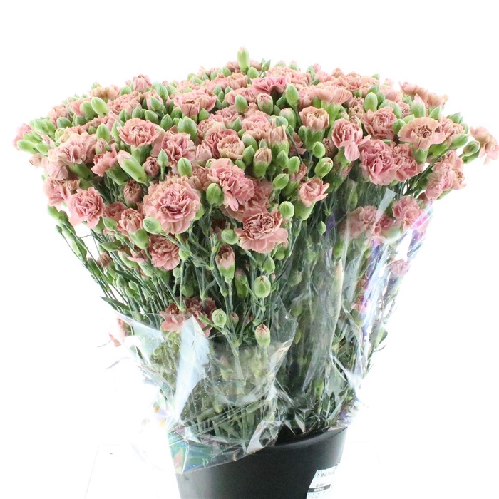 <h4>Di Tr Miss Trendy</h4>