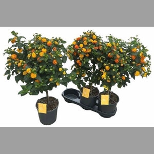 LANT C SIMON ORANGE
