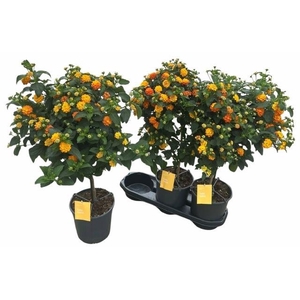 LANT C SIMON ORANGE