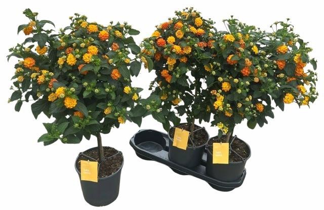 <h4>LANT C SIMON ORANGE</h4>
