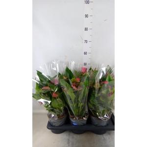 Anthurium andr. 'Pure Purple'