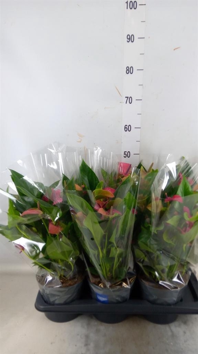 <h4>Anthurium andr. 'Pure Purple'</h4>