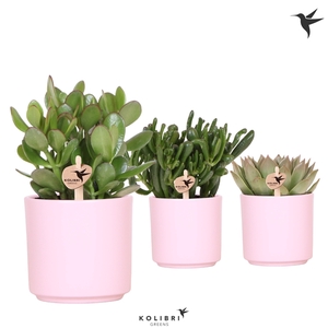 Kolibri Greens Succulenten mix in Simplicity pot pink