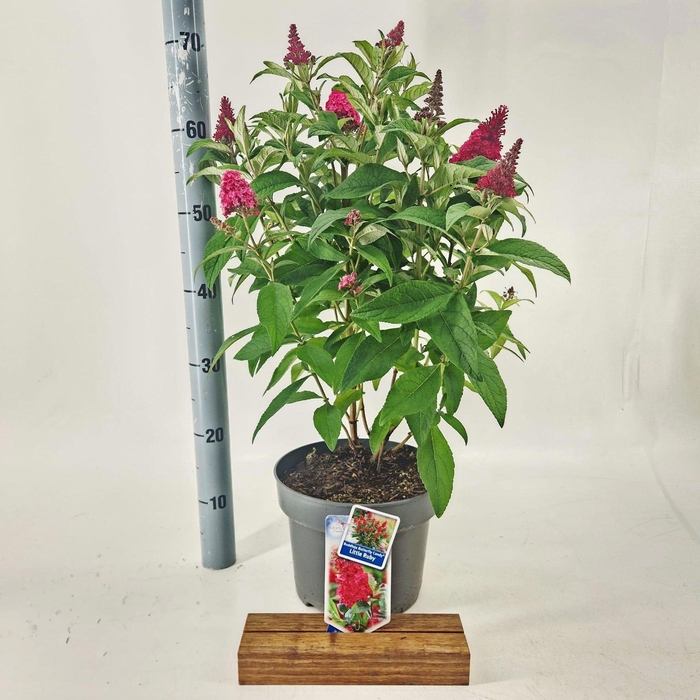 Buddleja Butterfly Candy Little Rub