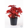 COLEUS CAMPFIRE P12