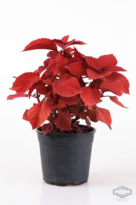 COLEUS CAMPFIRE P12
