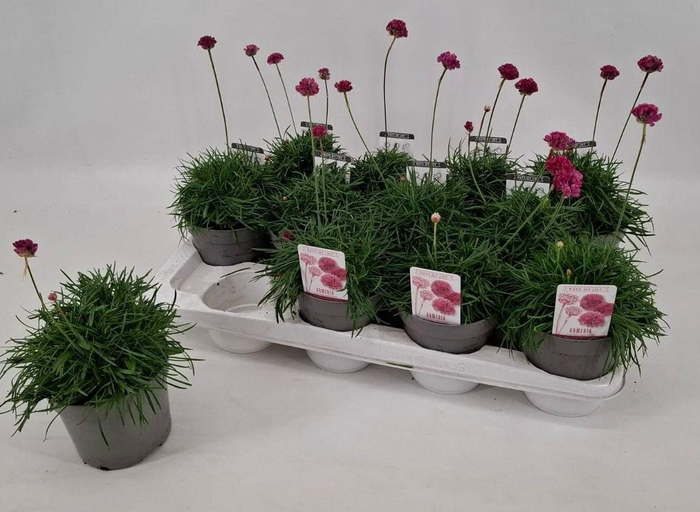 <h4>Armeria maritima 'Abbey Deep Rose'</h4>