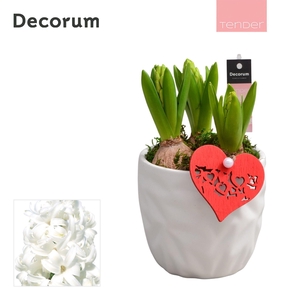 Hyacint Natural Colour HL18464WP [TENDER]