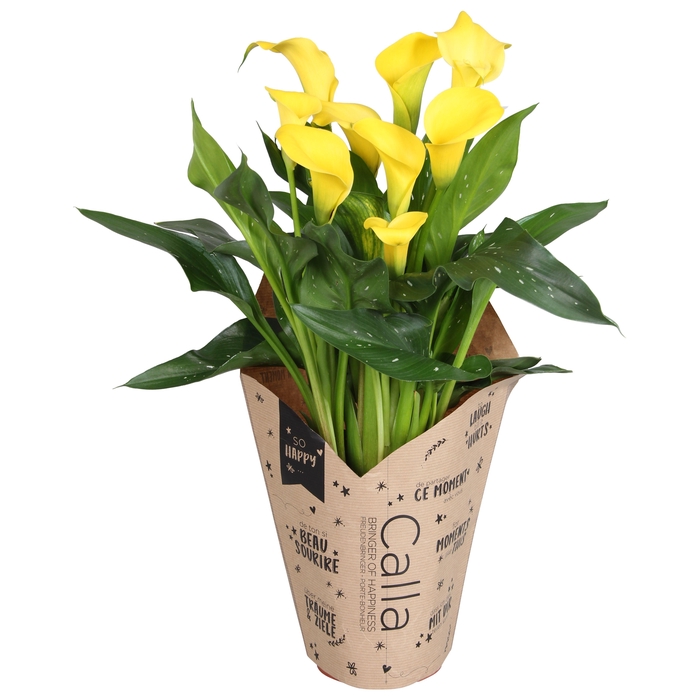 <h4>Zantedeschia Sunclub Calla Pasen geel in kraft hoes</h4>