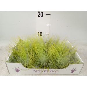 Tillandsia