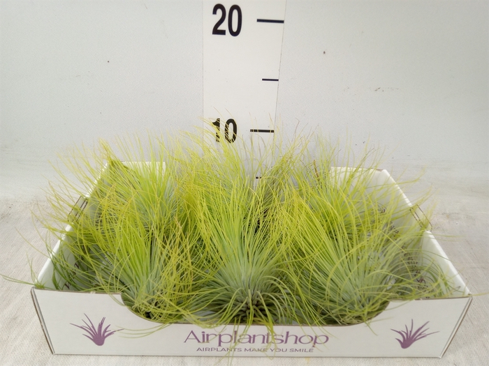 <h4>Tillandsia</h4>