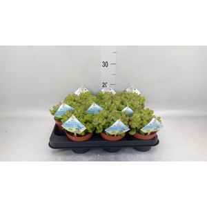 Cotyledon tome. ladys.