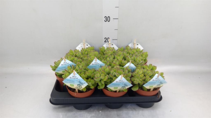 <h4>Cotyledon tome. ladys.</h4>