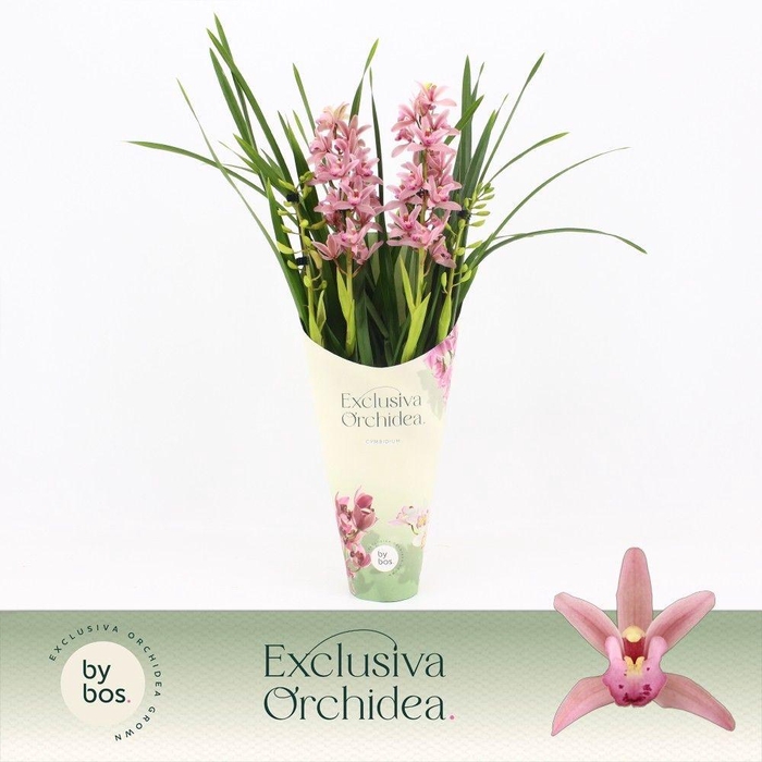 <h4>Cymbidium, Pinky 4-spike 'Exclusiva Orchidea' Potcover</h4>