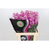 Matthiola Iron Pink