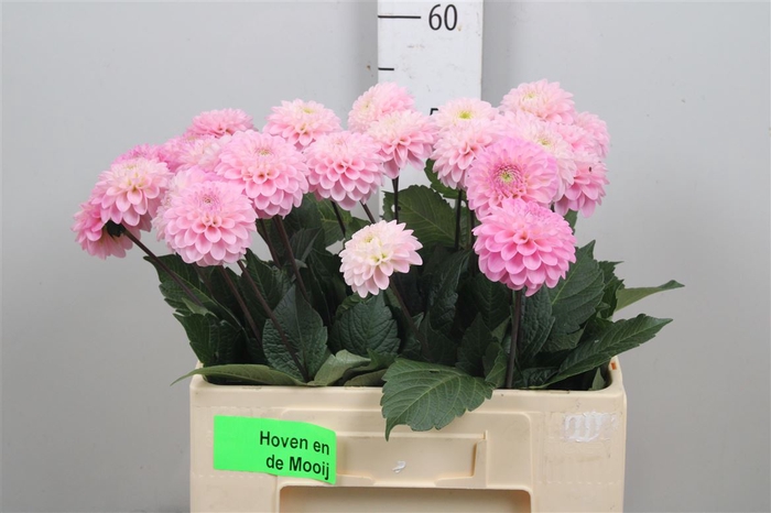 <h4>Dahlia Pp Rose Wizz Of Oz</h4>