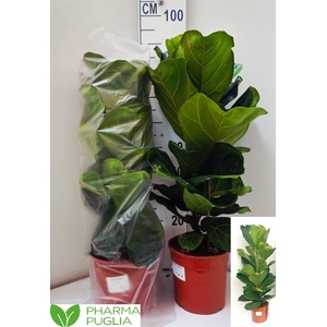 FICUS LYRATA