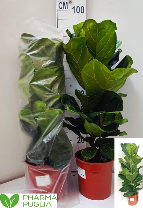 <h4>FICUS LYRATA</h4>