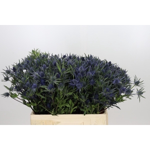 Eryngium Planum