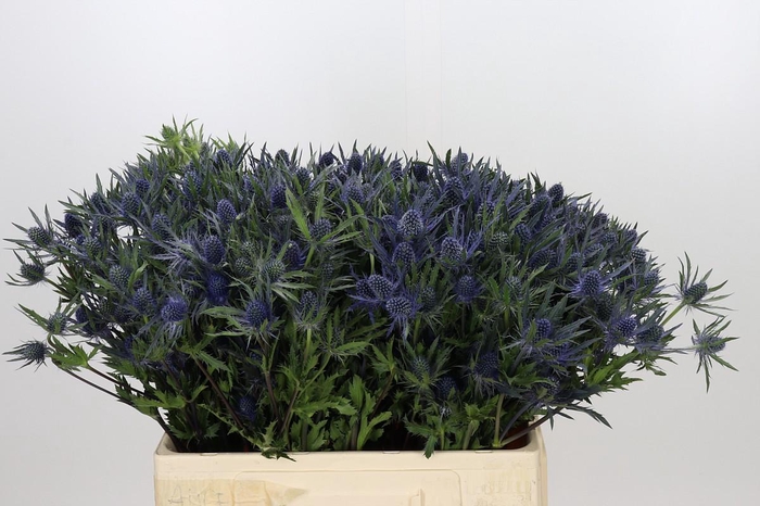 <h4>Eryngium Planum</h4>