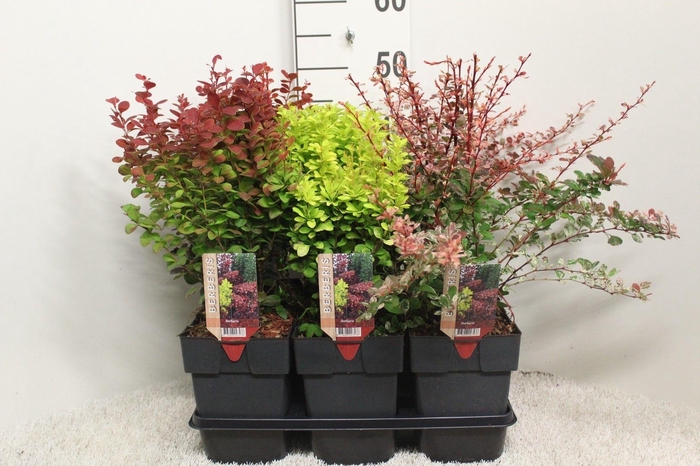 <h4>Berberis thunbergii mix opgaand P17 potgekweekt</h4>