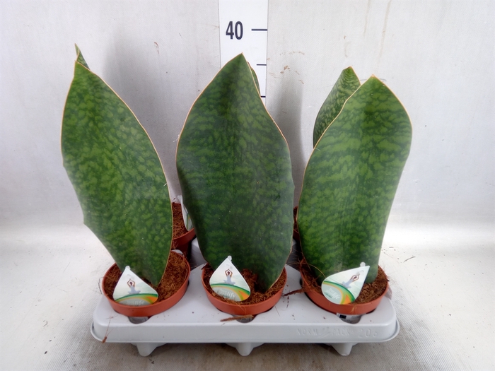 <h4>Sansevieria grandis</h4>