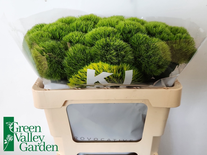 <h4>Di Barbatus Kiwi Mellow Green Valley</h4>