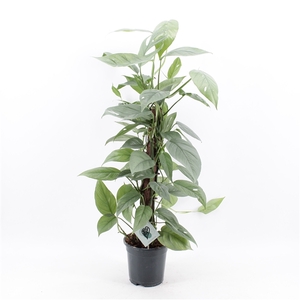 Epipremnum Pinnatum Cebu Blue mosstok