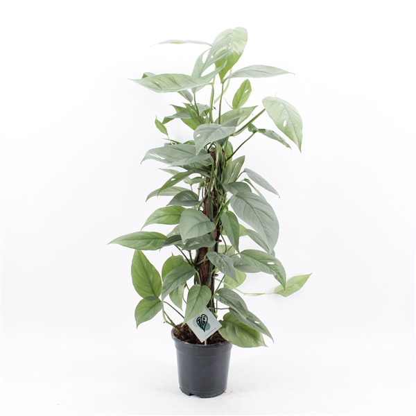<h4>Epipremnum Pinnatum Cebu Blue mosstok</h4>
