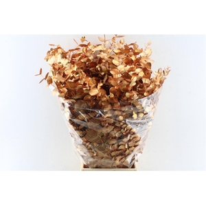 Euca Cinerea Metal Copper