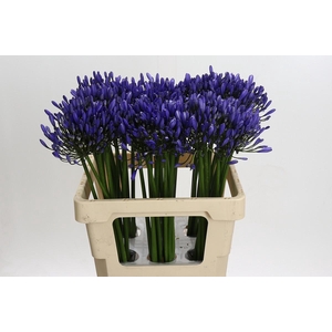 Agapanthus Uri