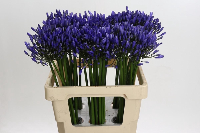<h4>Agapanthus Uri</h4>