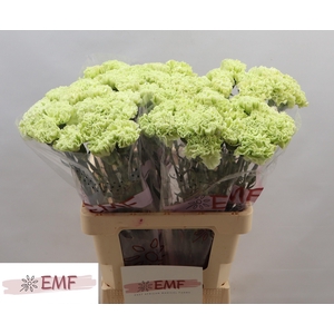 Dianthus st Eternal Fairy