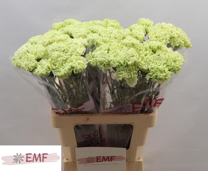 <h4>Dianthus st Eternal Fairy</h4>