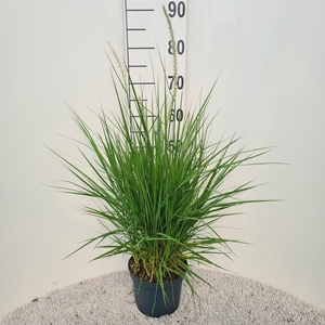 Pennisetum Fairy Tails P19
