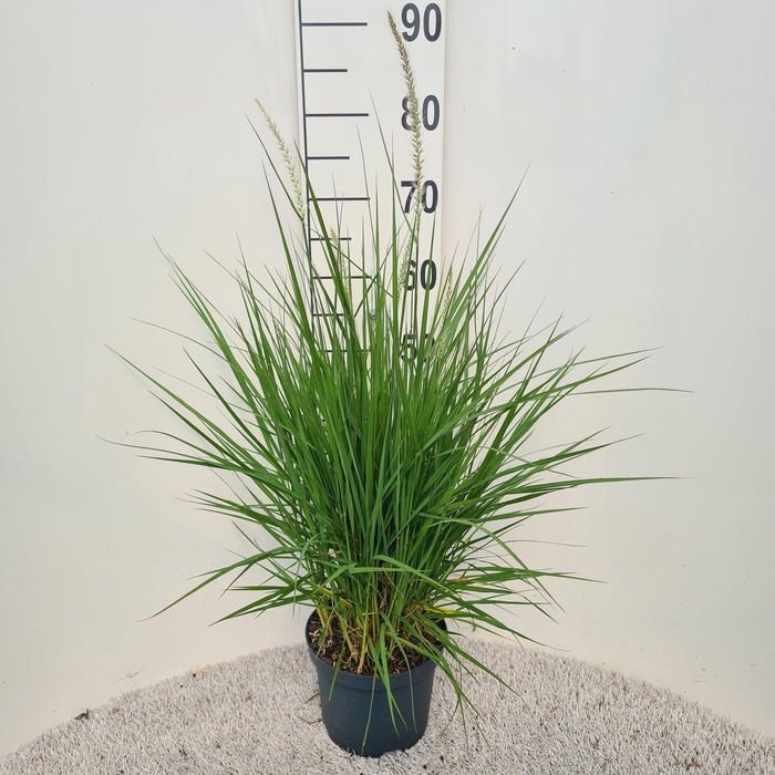 <h4>Pennisetum Fairy Tails P19</h4>