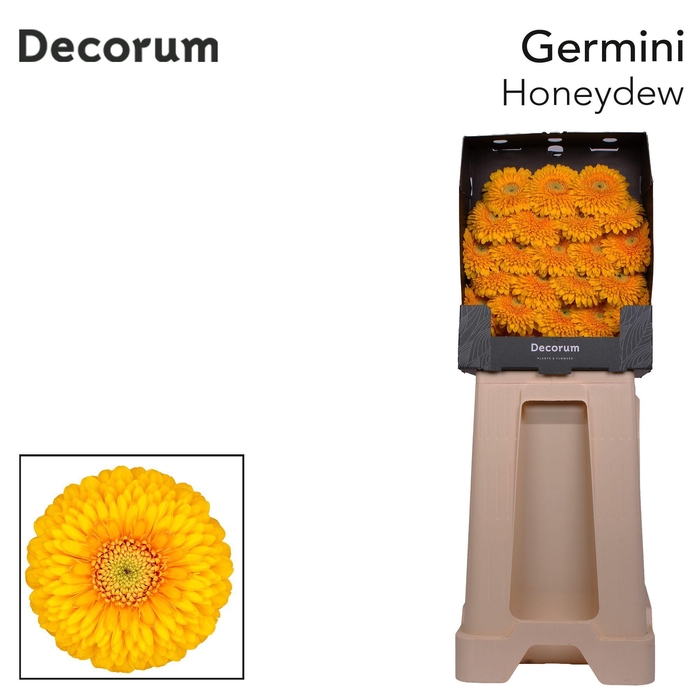 <h4>Germini Pomponi Honeydew Diamond</h4>