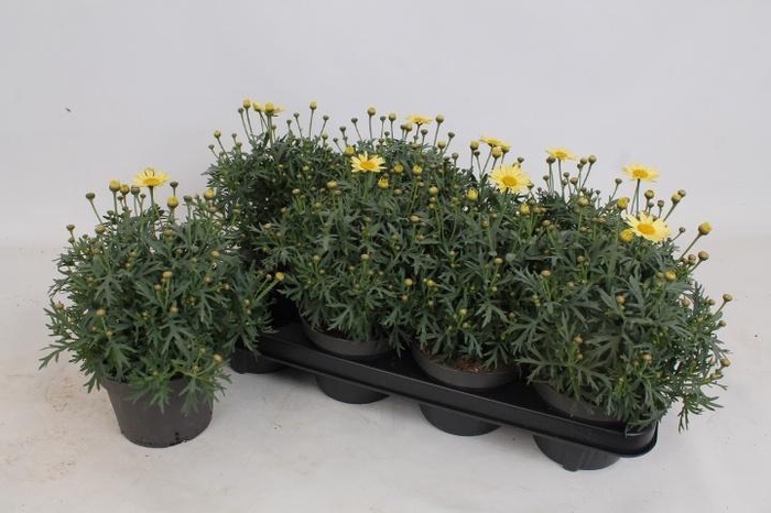 <h4>ARG LA RITA YELLOW</h4>