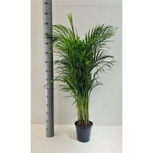 Areca lutescens 21Ø 130cm 20pp