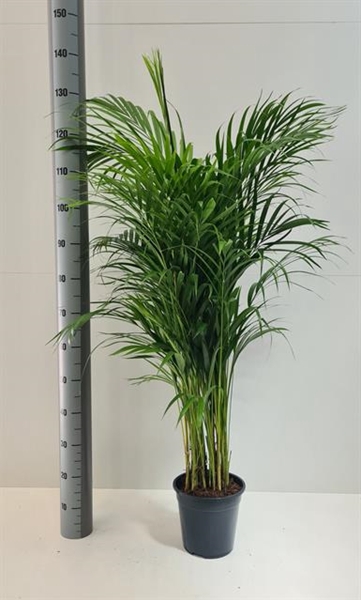 Areca lutescens 21Ø 130cm 20pp