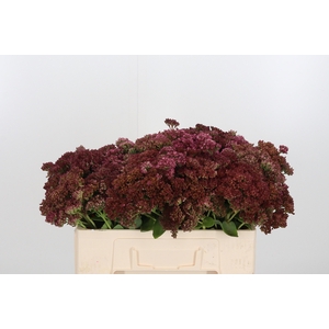 Sedum Mr Goodbud